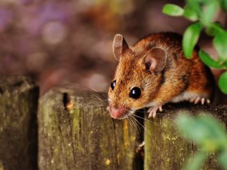 Une souris escaladant une clôture